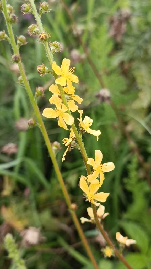agrimony-aigremoine-fleurs-de-bach-66