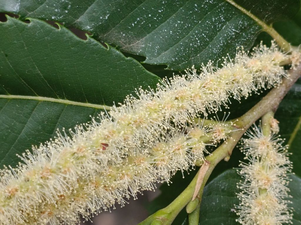 chaitaignier-sweet-chestnut-fleurs-de-bach-elixirs-floraux-perpignan