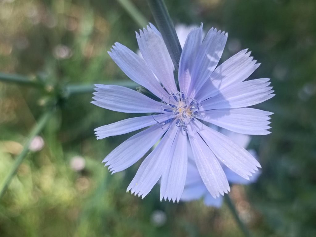 chicory-chicoree-emotions-fleurs-de-bach-perpignan-occitanie-autonomie-affective