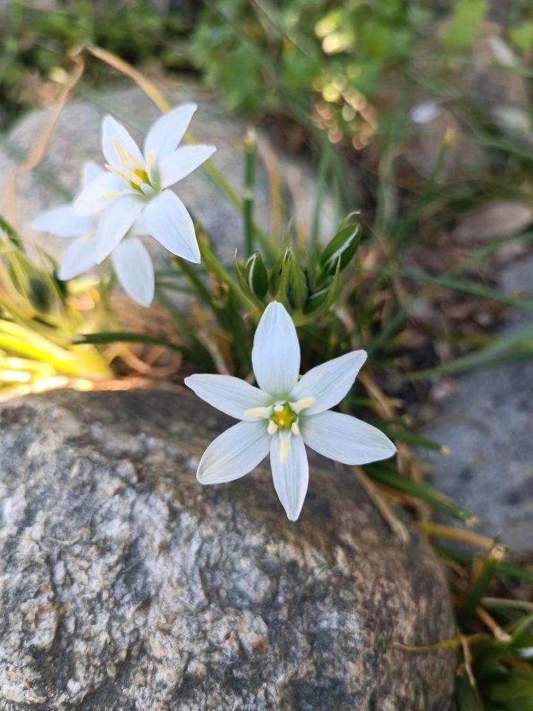fleurs-de-bach-star-of-bethmeem-perpignan